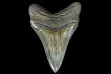 Serrated, Lower Megalodon Tooth - Killer Tooth #139350-1